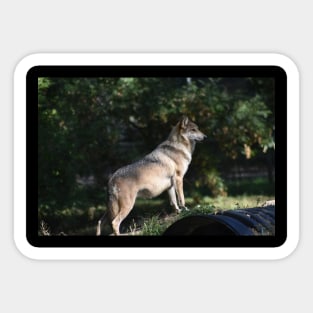 Mexican Grey Wolf Sticker